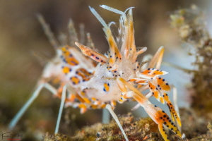 Spiny tiger shrimp by Kelvin H.y. Tan 